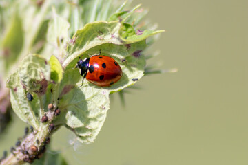 Cute little ladybug with red wings and black dotted hunting for plant louses as biological pest control for organic farming with natural enemies reduces agriculture pesticides and talisman of luck