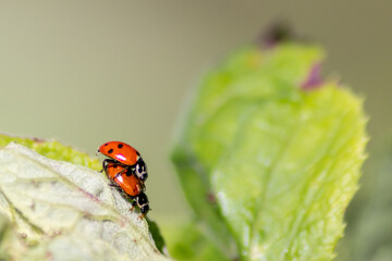 Pair of ladybugs having sex on a leaf as couple in close-up to create the next generation of plant...