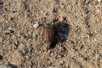 chafer beetle sits on the ground sand, it is almost invisible