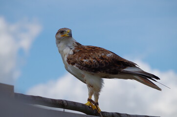 Aigle