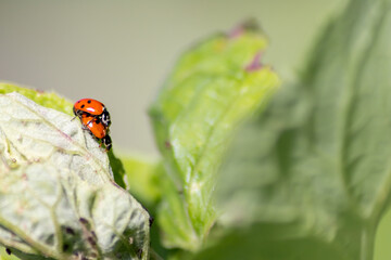 Fototapeta premium Pair of ladybugs having sex on a leaf as couple in close-up to create the next generation of plant louse killers as natural pest control in agriculture with a bokeh background and copy space