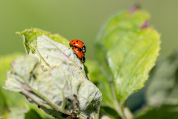 Pair of ladybugs having sex on a leaf as couple in close-up to create the next generation of plant...