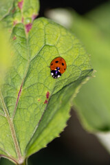 Cute little ladybug with red wings and black dotted hunting for plant louses as biological pest control for organic farming with natural enemies reduces agriculture pesticides and talisman of luck