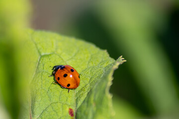 Fototapeta premium Cute little ladybug with red wings and black dotted hunting for plant louses as biological pest control for organic farming with natural enemies reduces agriculture pesticides and talisman of luck