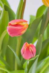 bouquet of colored tulips on a white background