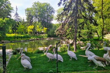 Aviary with pelicans at pond in city zoo