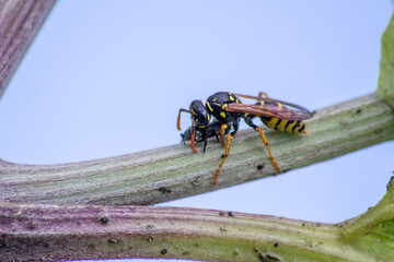 Yellow jacket wasp coming back from a hunt for food eating a ladybug larva as meal and dinner with strong mandibles in macro view and close-up showing the striped predator and flying killer in detail