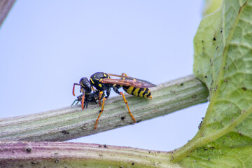 Yellow jacket wasp coming back from a hunt for food eating a ladybug larva as meal and dinner with...