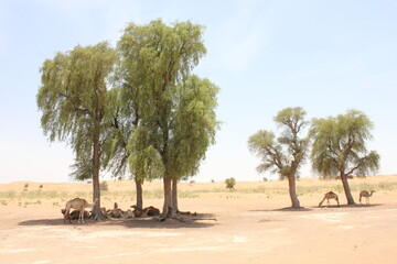 Drought-resistant evergreen 'Ghaf' trees (Prosopis cineraria) in desert sand dunes in Sharjah, United Arab Emirates. These are the only trees that can survive the harsh arid desert conditions. 