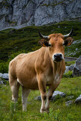 Fototapeta na wymiar Una vaca posa frente a la cámara en las montañas de Asturias.