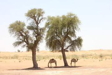 Drought-resistant evergreen 'Ghaf' trees (Prosopis cineraria) in desert sand dunes in Sharjah,...