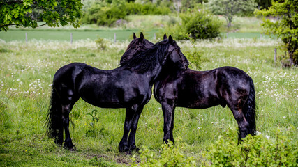 Friesian horses friendship