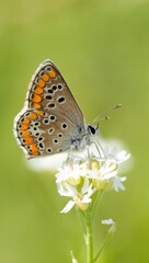 Fototapeta na wymiar Brown Argus Butterfly on a small wild meadow flower. Selective focus with blurred green background. Beautiful summer meadow, inspiration nature. Cool smartphone wallpaper.