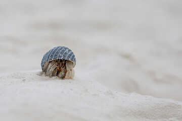 Crab on the tropical island