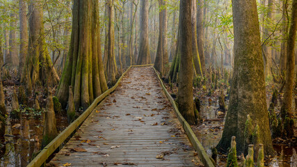 Obraz premium Congaree National Park in South Carolina