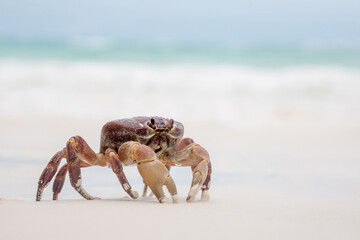 Crab on the tropical island