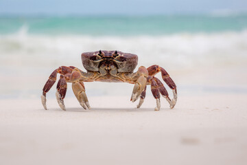 Crab on the tropical island