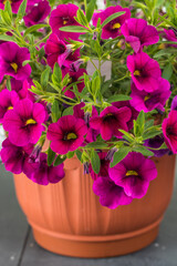 Calibrachoa is representative of the Solanaceae family, along with its closest relative of the Petunia. However, until 1990, the plant was considered one of the varieties of petunias. A basket of cali