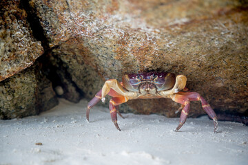 Crab on the tropical island