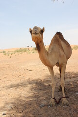 Adult Arabian camel (dromedary, with single hump) in hot and arid desert sand dunes in Ras Al Khaimah, United Arab Emirates, Middle East.