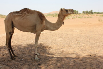 Adult Arabian camel (dromedary, with single hump) in hot and arid desert sand dunes in Ras Al Khaimah, United Arab Emirates, Middle East.