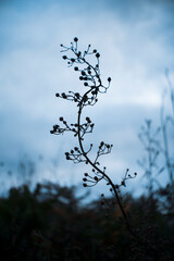 planta retorcida contraluz ramificada