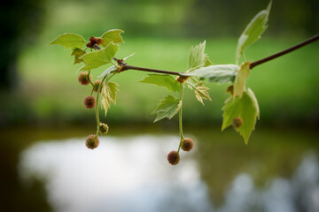 Leaves and fruits of a plane tree in spring