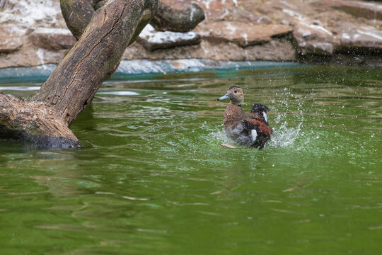 Little gray duck swims on the water. It flutters its wings and splashes of water around it