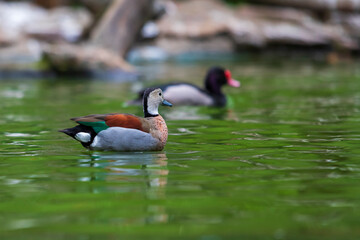 A colorful duck swims on a calm surface.