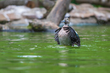 The little gray duck is in the water. She flutters her wings and drops of water around her.