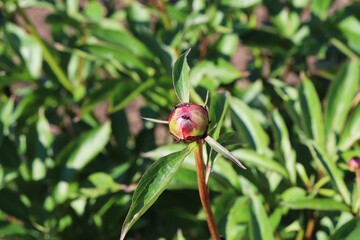 peonies flower buds in the garden