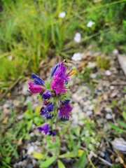 Vipérine et insecte 