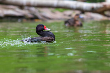A black duck with a red beak swims on the water.