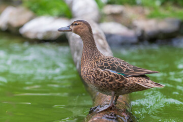 The duck stands on a wooden log that leads just above the water.