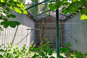 Fototapeta na wymiar Aviary with saker falcon in city zoo