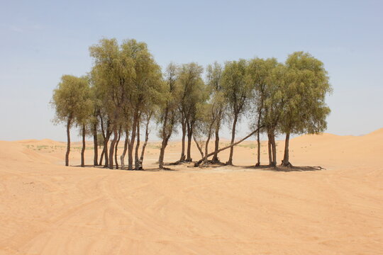 Drought-resistant evergreen 'Ghaf' trees (Prosopis cineraria) in desert sand dunes in Sharjah, United Arab Emirates. These are the only trees that can survive the harsh arid desert conditions. 