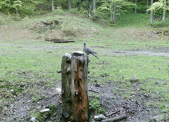 Common wood pigeon in forest (Columba palumbus), culver,