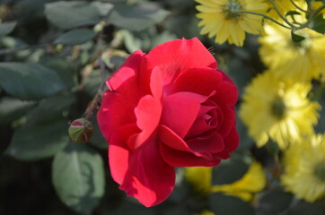 red and yellow flowers