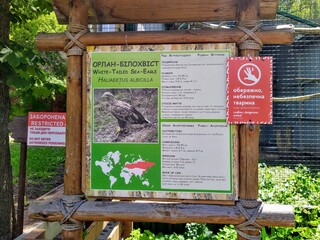 Obraz premium Info of white tailed sea-eagle on board in zoo