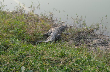 alligator in the grass
