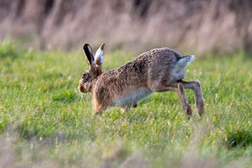 European brown hare (Lepus europaeus) in a sunlight spring field