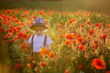 Beautiful toddler boy, child gathering poppies on sunset © Tomsickova