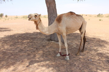 Adult Arabian camel (dromedary, single hump) in hot and arid desert sand dunes in Ras Al Khaimah, United Arab Emirates, Middle East.