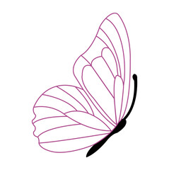 butterfly vector