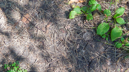 
pine needles lie on a path in the forest