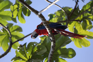 colourful ara in Corcovado National Park, sitting in tree, Costa Rica, Central America
