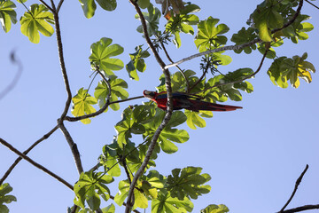 colourful ara in Corcovado National Park, sitting in tree, Costa Rica, Central America
