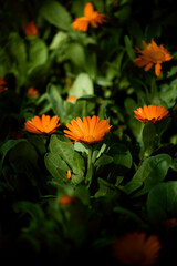 orange flowers with natural green background unfocused. growth concept
