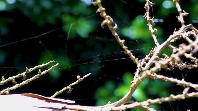 spider web on a tree branch 