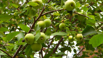 
ripening apples on apple tree branches